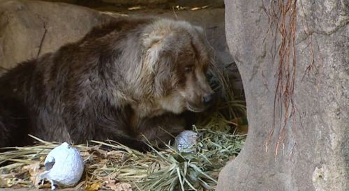 Bethel the Kodiak brown bear, celebrating birthday in Australia